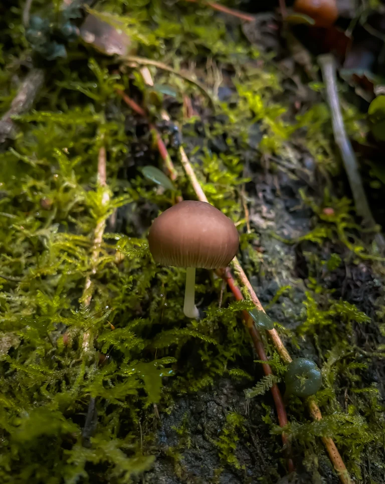 Gallery Slide