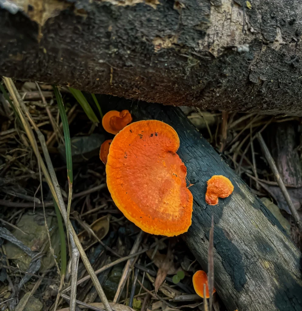 Gallery Slide