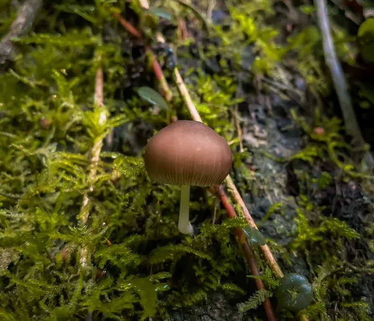 Gallery Slide